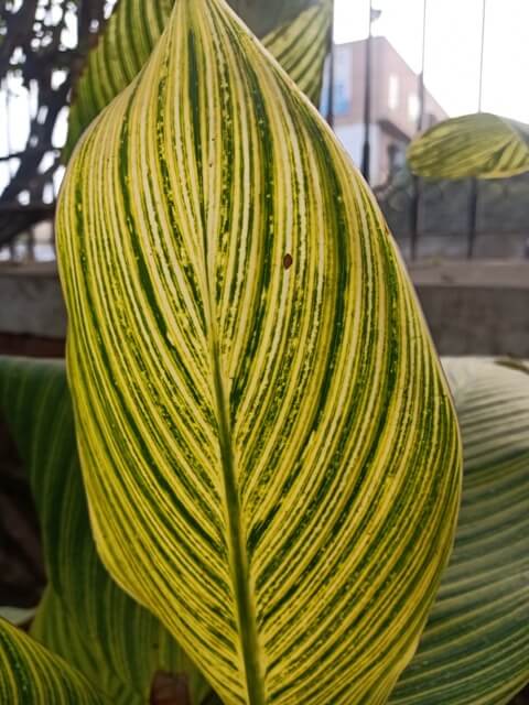 Indian shot plant leaf