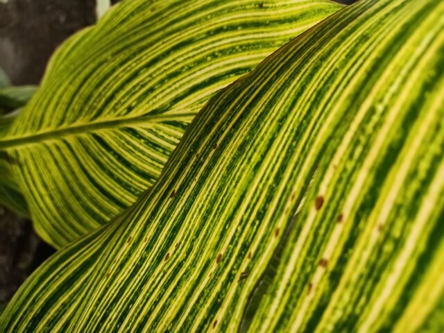 Canna indica leaves 