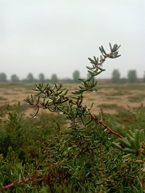 Condensed water drops on a plant