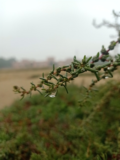 A plant with dewdrops