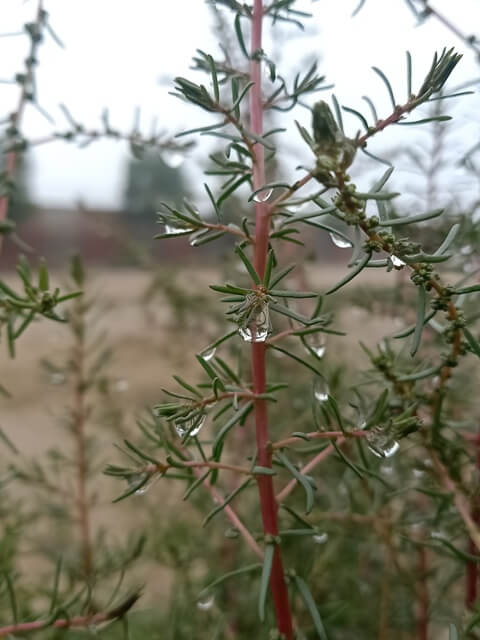 A plant with dewdrops