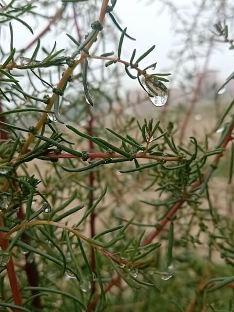 Attractive dew on a wild plant 