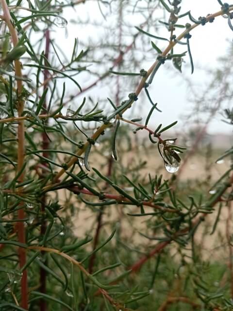 Morning dewdrops on a plant 