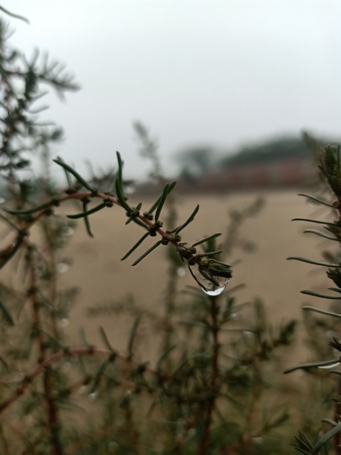 A water drop on a wild plant 