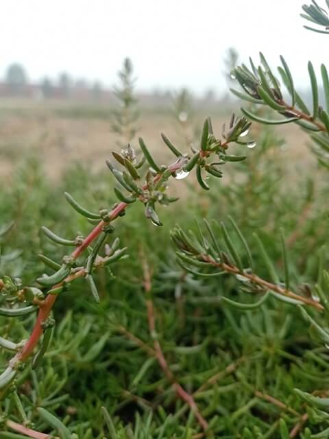 Beautiful dewdrops on a wild plant 