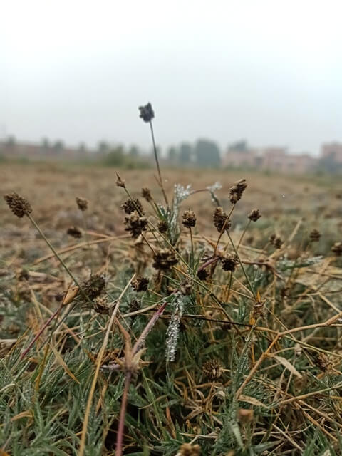 Wild grass stem with dew