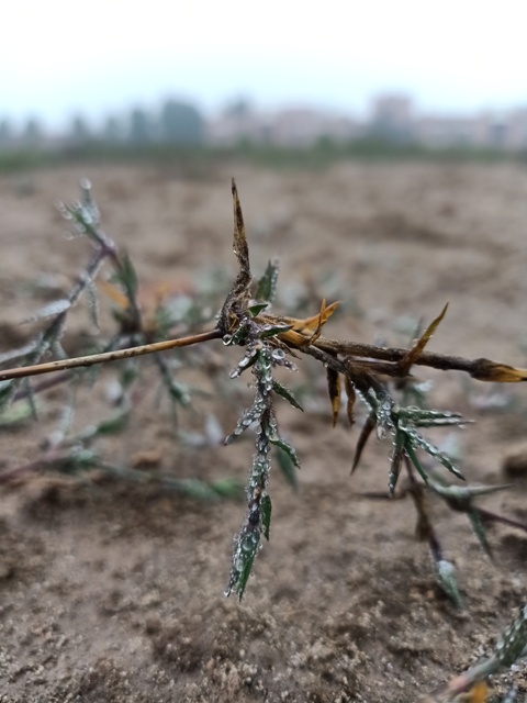 Wild grass with dewdrops