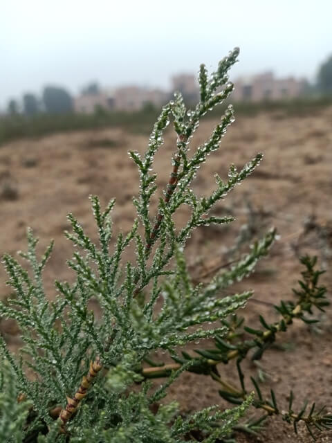 Plant stem with dewdrops