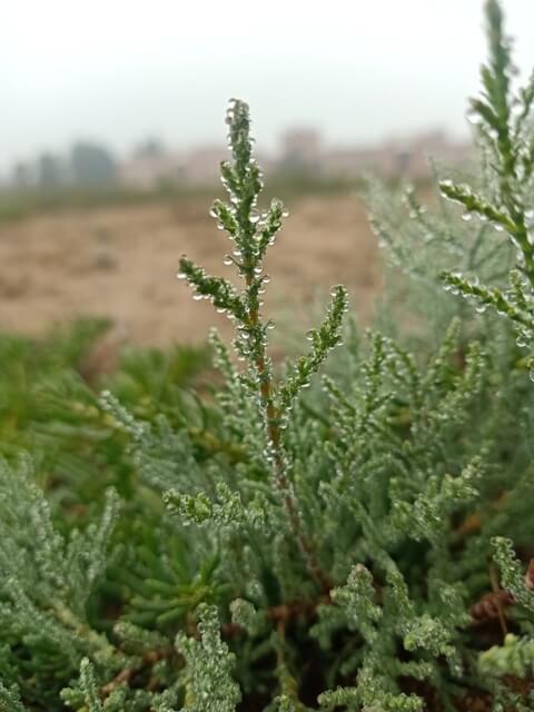 Wild plant branch with morning dew