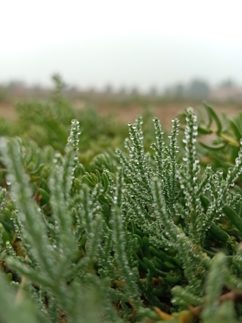 Dewdrops on a wild plant