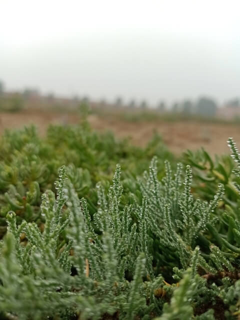 Wild plant leaves with dewdrops