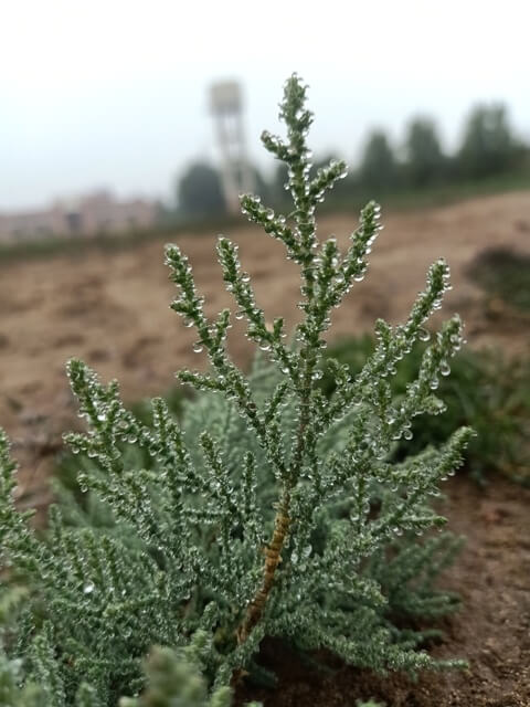 Wild plant with dewdrops