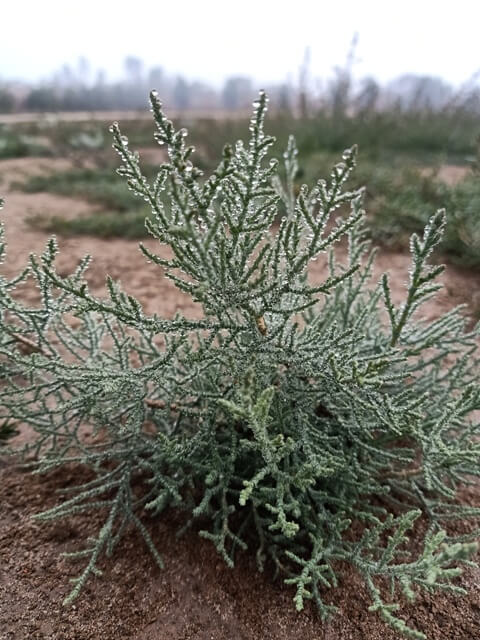 Attractive reticulated plant leaves with dew