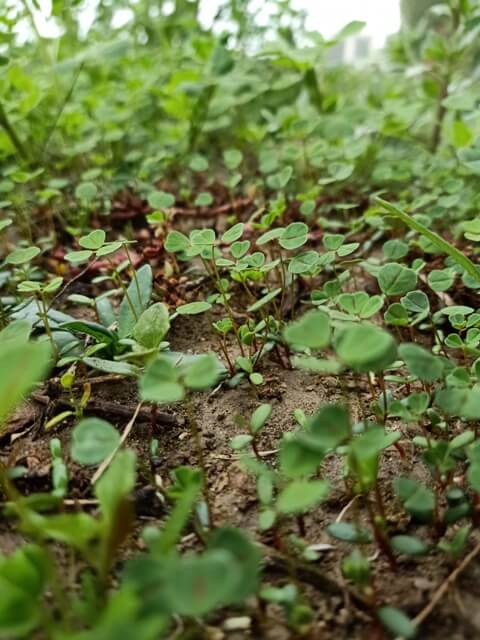 Wild plant leaves 