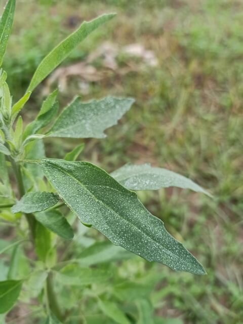 A plant leave with dew 