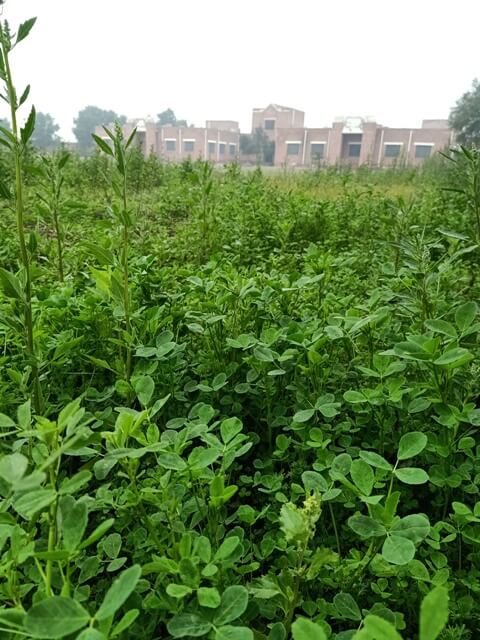 Alfalfa plants