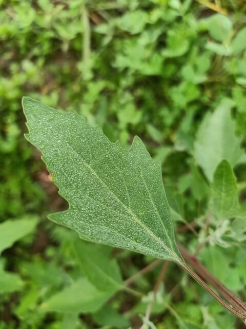 Amaranthaceae family leaf