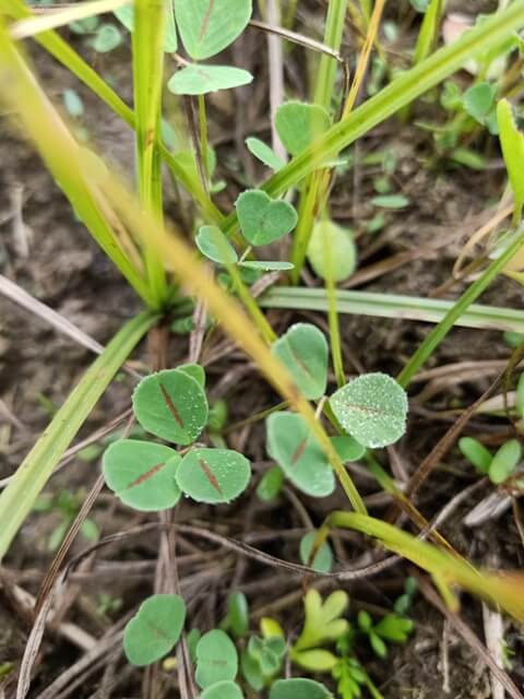 Alfalfa tiny plants 