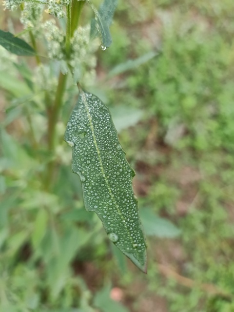 Condensed water on a leaf 