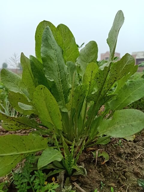 Wild plant leaves 