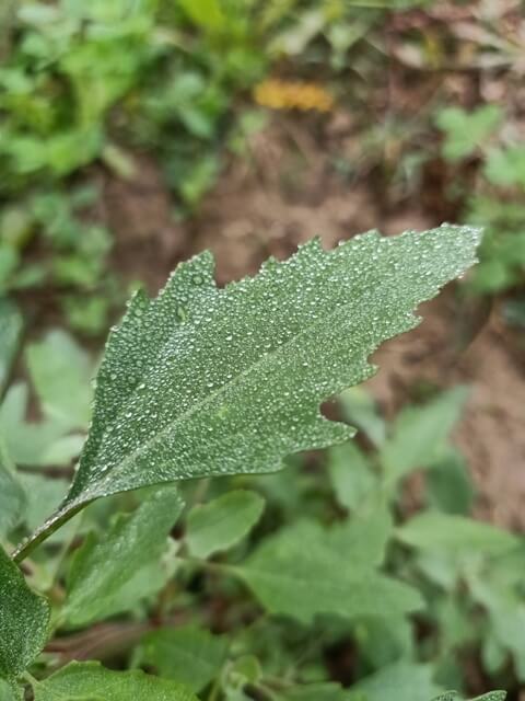 Leaf of a Sow bane with dewdrops