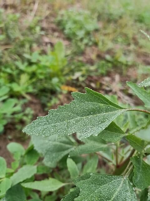 A leaf with dewdrops 