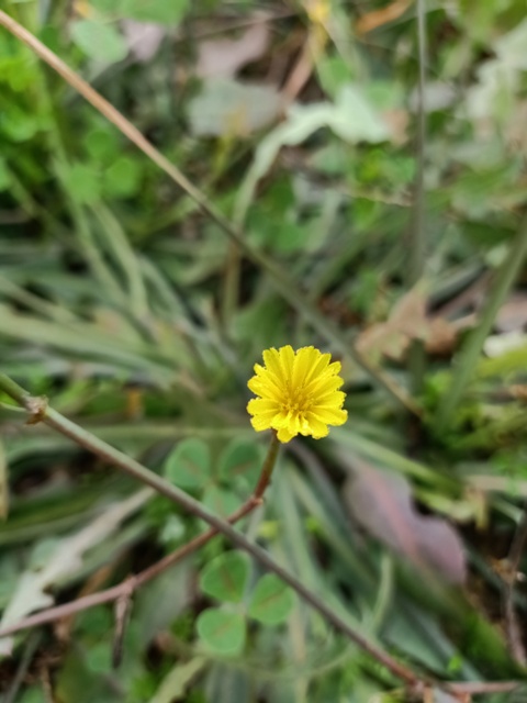 Tiny dandelion flower 