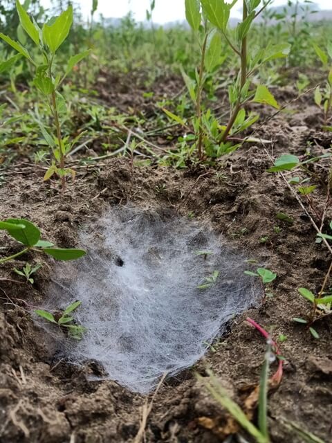 Beautiful spider web on the ground 