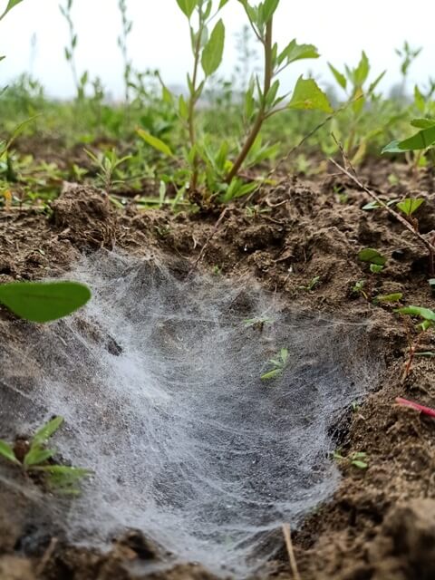 Spider web on the ground 