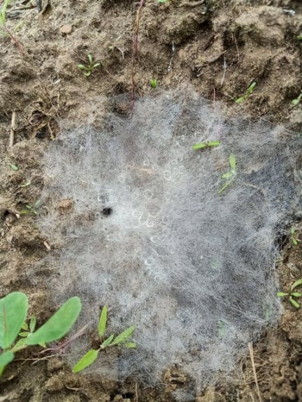 Spider web and dewdrops on the soil 