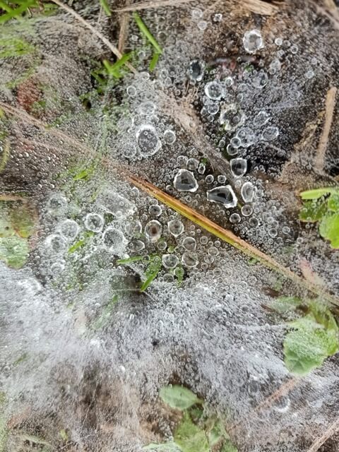 Beautiful dewdrops inside a spider web 