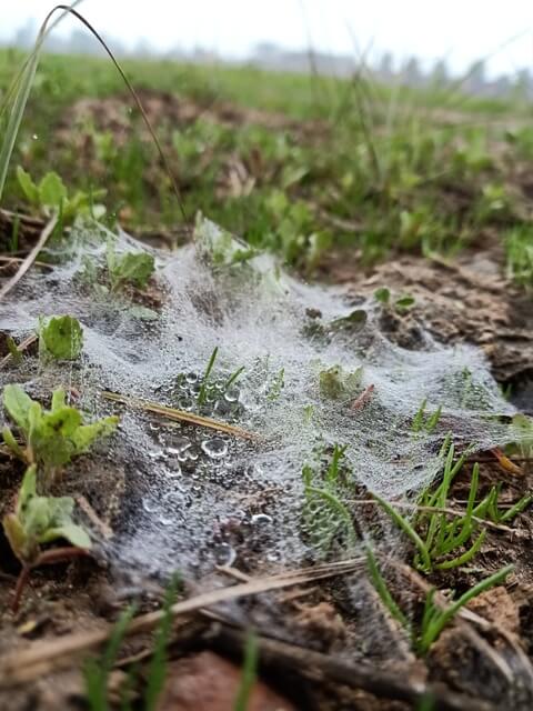 Spider web on the grass 