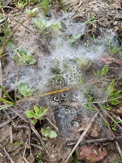 Grass with spider web and dewdrops 