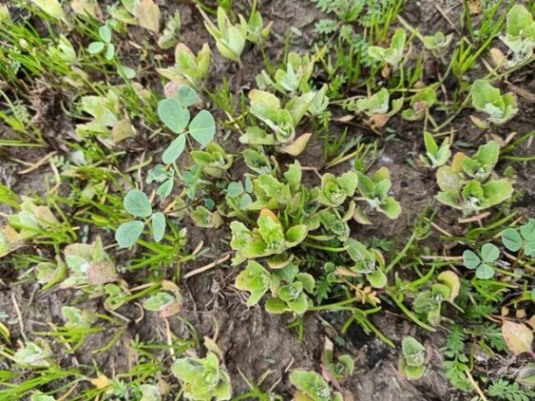 Tiny Australian spinach plants