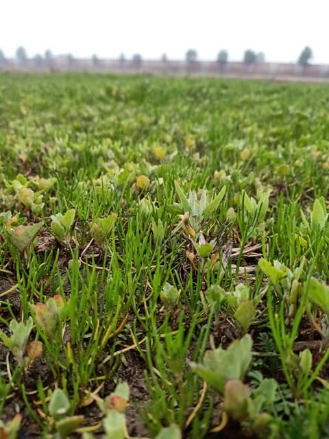 Australian spinach on the ground 