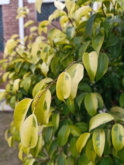 Variegated leaves of garden plant 