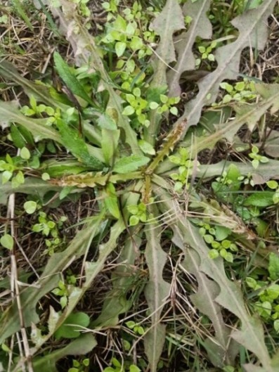 Beautiful pattern of wild plant 