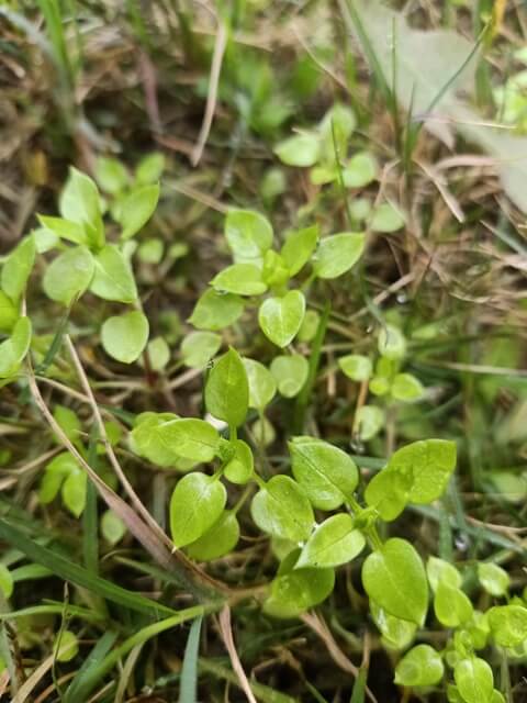 Tiny wild plants 