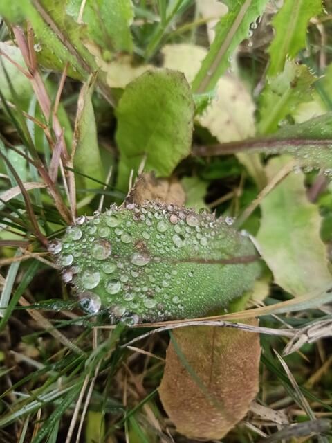 Dandelion leaf with dewdrops 