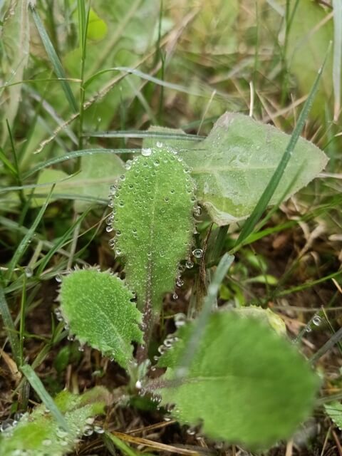 Dandelion leaves 