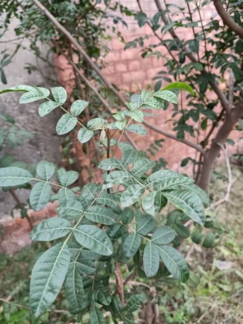 Black pepper plant leaves 