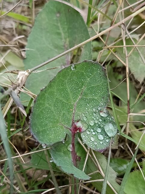 Dandelion plant leaf with dewdrops 