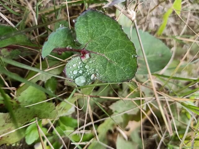 Attractive dew and a leaf