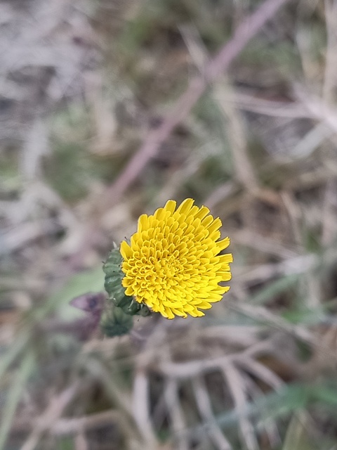 Beautiful pattern of dandelion 