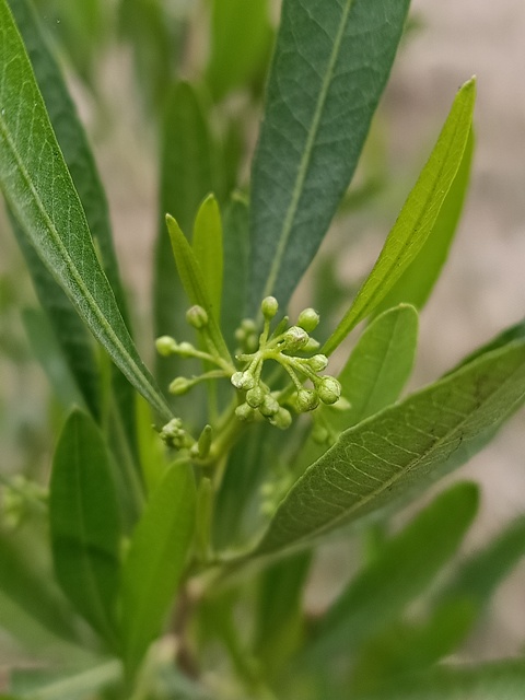 Plant with tiny seeds 