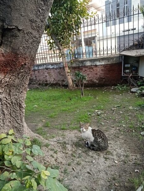 Felis catus image with a tree