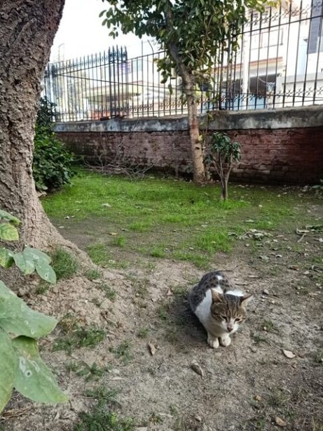 Attractive felis catus in a garden 