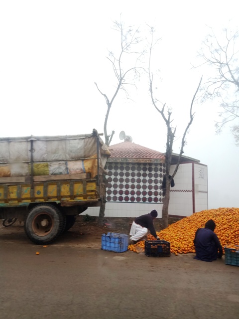 Citrus packing 