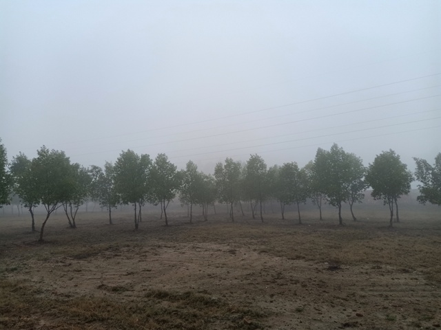 Tree line in a foggy weather