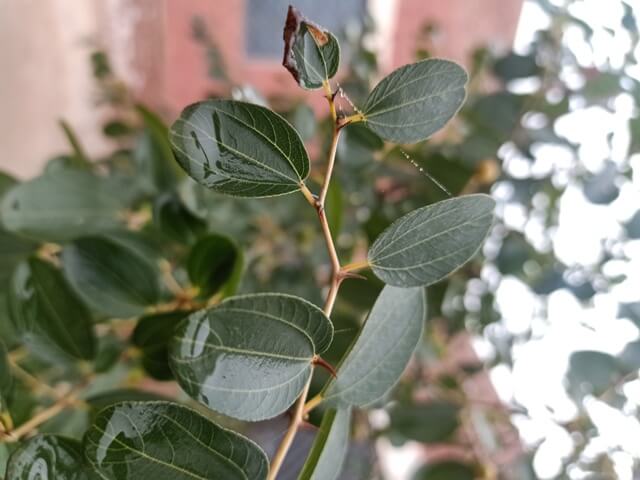 Jujube leaves 